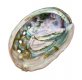 Red Abalone Shell - 4"+