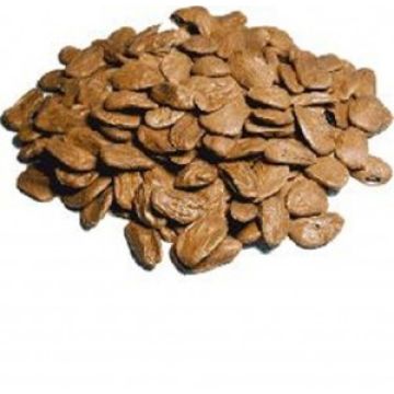 Picralima Nitida  - Akuamma Seed