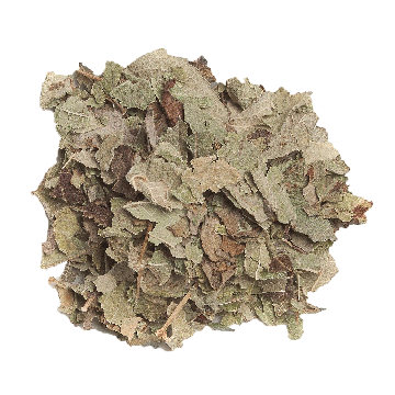 Calea zacatechichi (Calea ternifolia) - Dream Herb Leaf