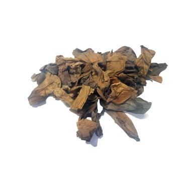 Nelumbo nucifera (Sacred) Blue Lotus Flower Petals
