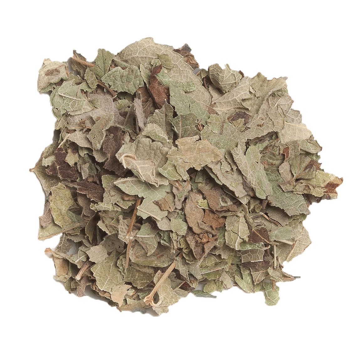 Calea zacatechichi (Calea ternifolia) - Dream Herb Leaf
