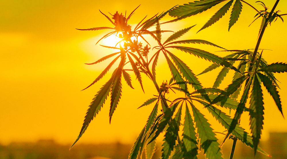 CBD hemp vs marijuana
