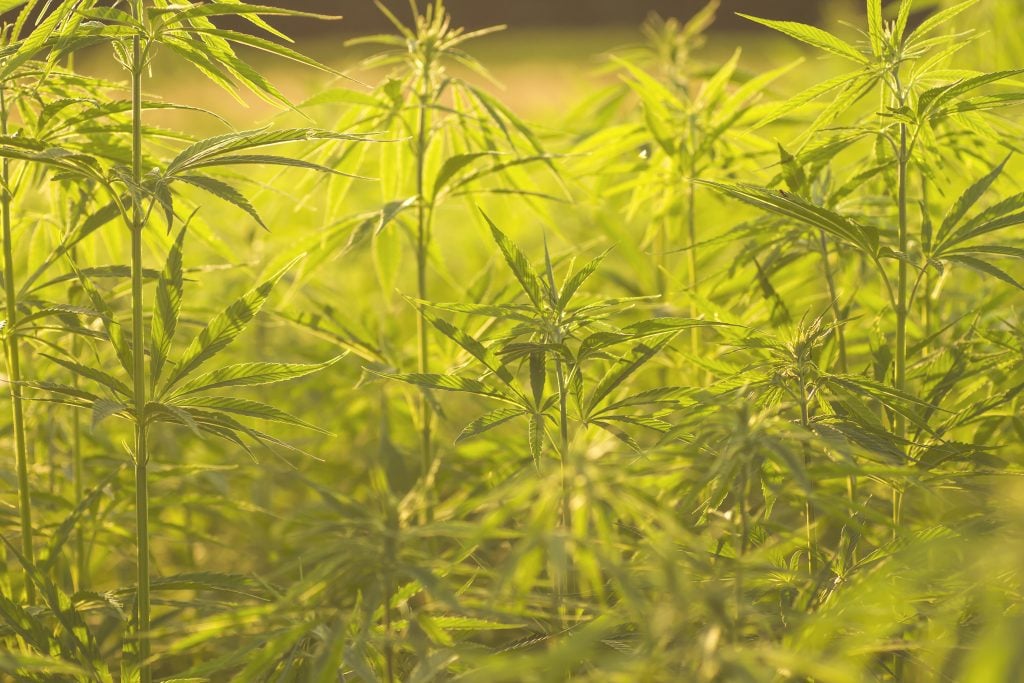 hemp field