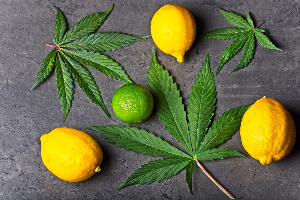 cannabis leaves, lemons, limes